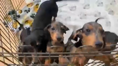 KC REG DAPPLE SMOOTH HAIRED MINIATURE DACHSHUNDS in Dudley