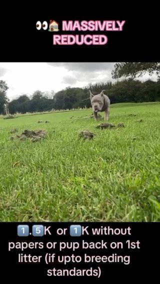 American Pocket Bully in Hinckley and Bosworth