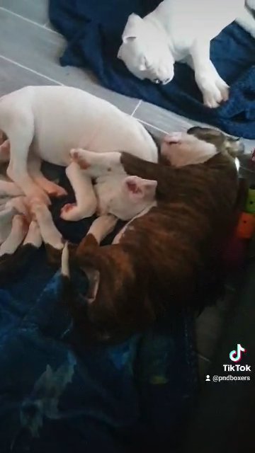 Beautiful Boxer Puppies in Kent