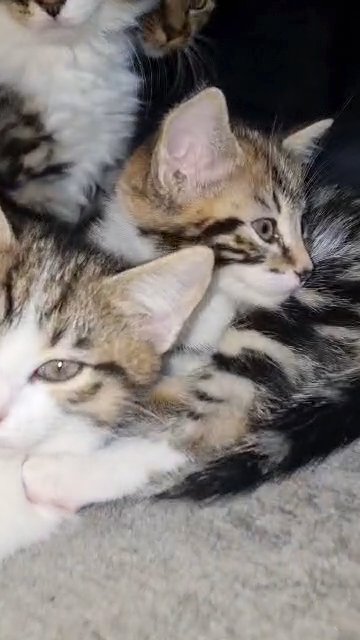 WONDERFUL KITTENS FOR SALE in London