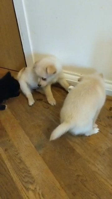 Help me find loving homes! ♥️?? in London