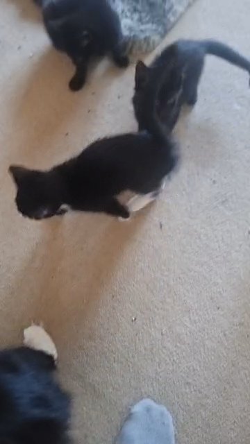 Black Ghost Tabby and Mainecoon x Tuxedo Kittens in Hounslow