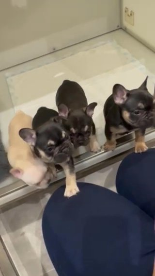 Four Frenchies Available 1 Girl 3 Boy’s in Stockport