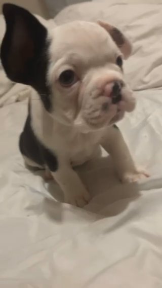 8 Week Old Male French Bulldog in North West Leicestershire