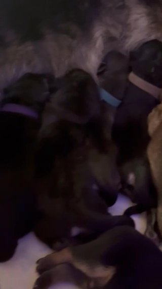 German Shepherd Puppies in Nottingham