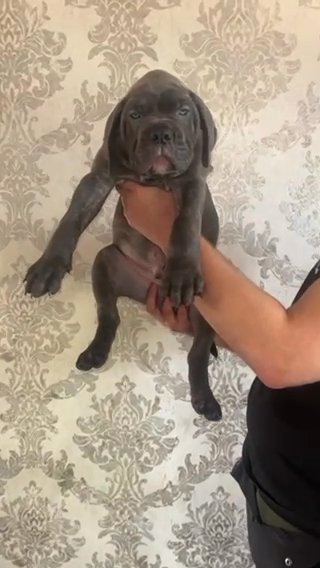 Cane Corso Top Quality in Bournemouth