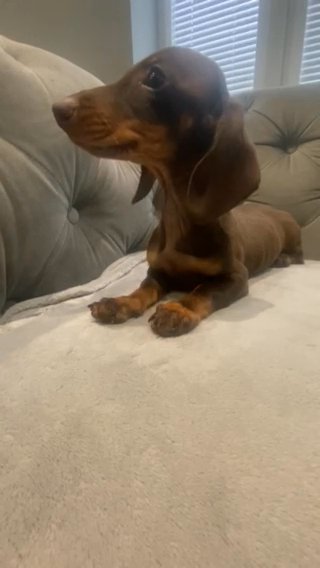 Chocolate And Tan Mini Dachshund in Preston
