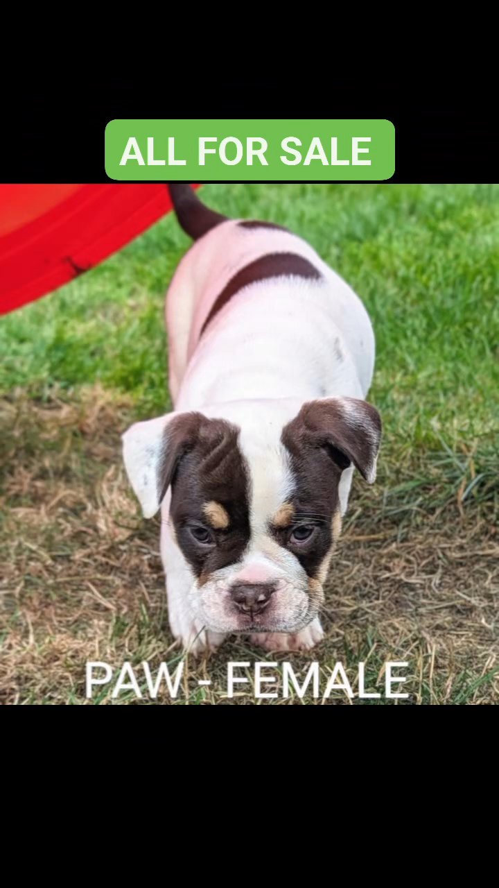 LAST 1 - OLDE ENGLISH BULLDOGGE in Northampton
