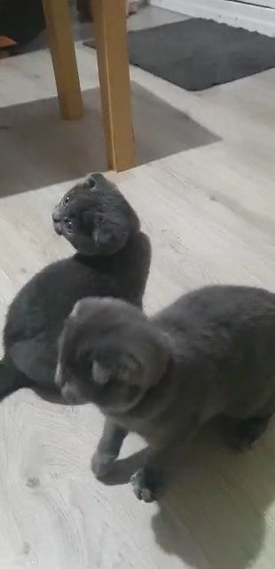 SCOTTISH FOLD in Kent