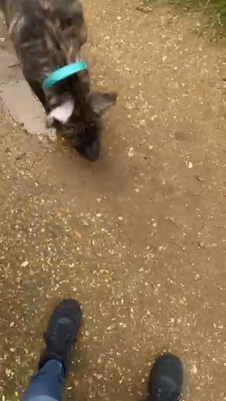 6 Month Bully Cross in Hampshire