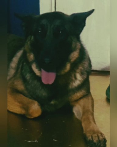 To Good Home German Shepherd Female Available in Croydon