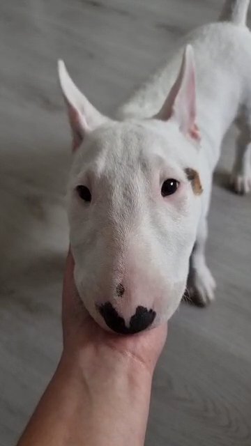 KC Registered Miniature English Bullterier puppy in Harlow