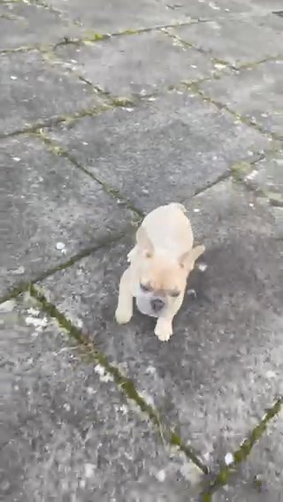 Lilac Fawn Female in Manchester