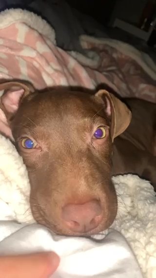 Mastiff X Staffy Pups in Burnley