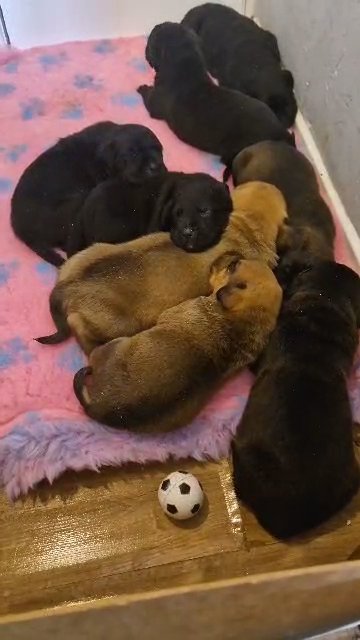 3 pups left!!! bulldogs labrottie mix!! in South Ribble