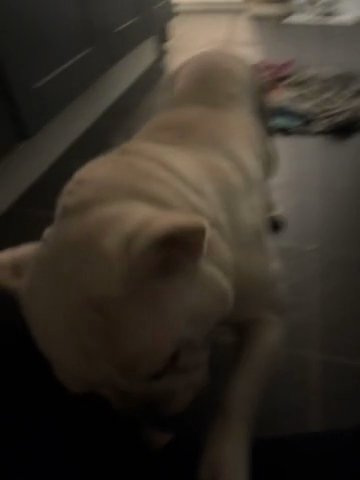 French Bull Dog in Kent