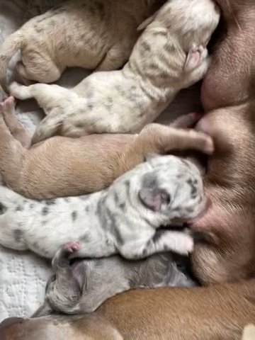 XL Bully Puppies in Shropshire