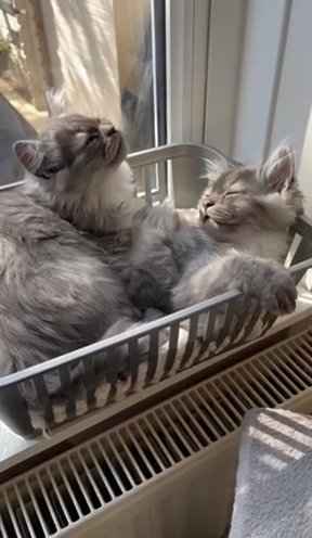 BARGAIN PRICED Chinchilla 100% Pure Persian Kittens in Colchester