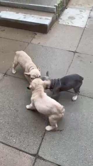 Big Rope Pups in St. Helens