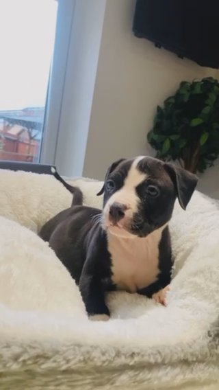 Staffy Puppy in London