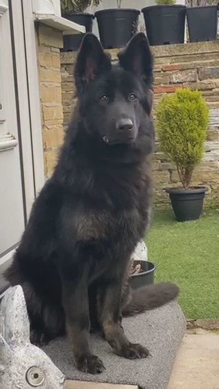 German Shepherd in Bradford