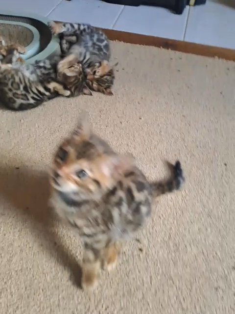 bengal kittens in Poole
