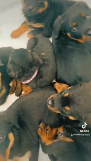 2 LEFT KC Registered Pure Rottweilers For Sale in Central Bedfordshire