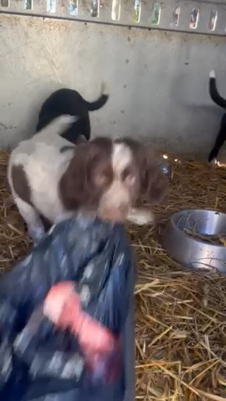 Spaniel Collie Puppies in Wrexham