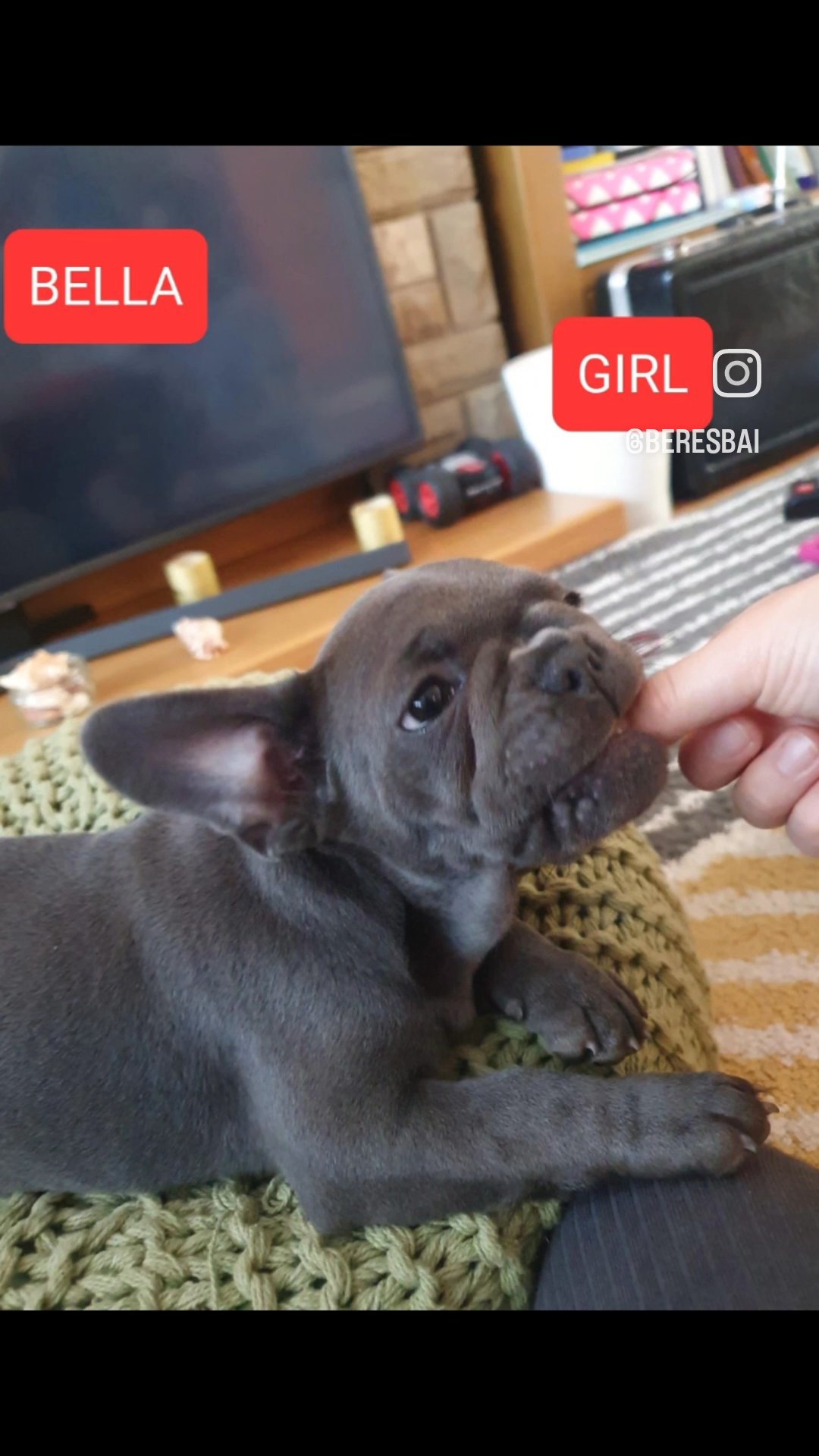 French bulldog in Wolverhampton