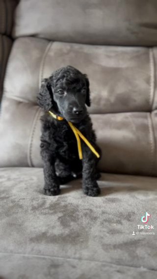 Champion Sired Standard Poodle in Gateshead