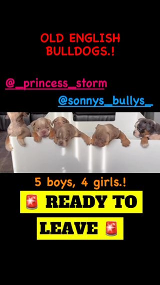 ?PRICE…DROP? Old English Bulldogs in Nottingham