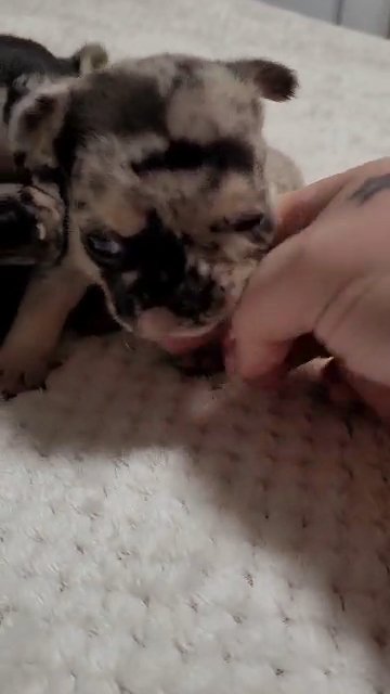 French bulldog puppies in Swansea