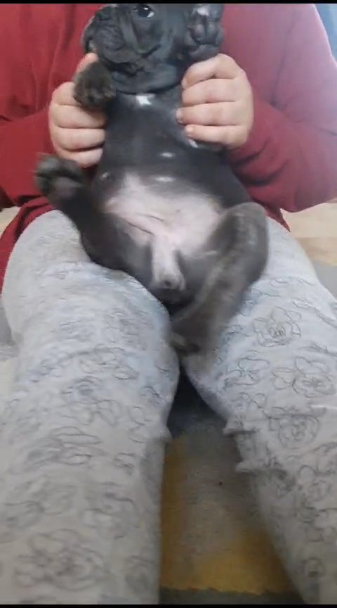 French bulldog puppies in Wolverhampton