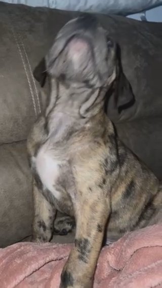 Ready Now Fully Vaccinated Cane Corso X Neo X Ddb Mastiff Merle Male in Stockton-on-Tees