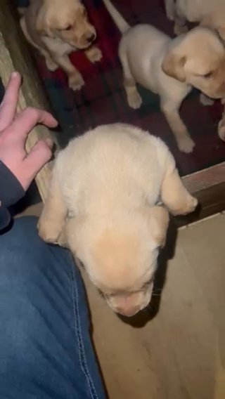 Adorable Labrador, Puppies in Fylde