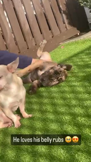 Cane Corso Cross Puppy in Stockton-on-Tees