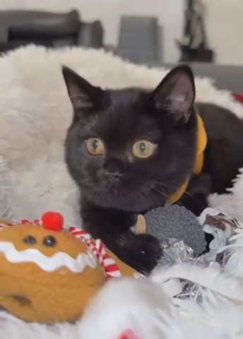Very Chunk Dark Female British Shorthair Kitten in Birmingham