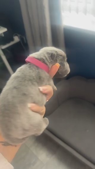 Blue Female Chow Chow in Liverpool