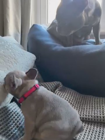 Beautiful Litter Of French Bulldog Puppies in Wakefield