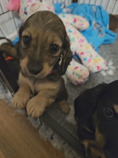 Long Haired Miniature Dachshund Pups in Manchester