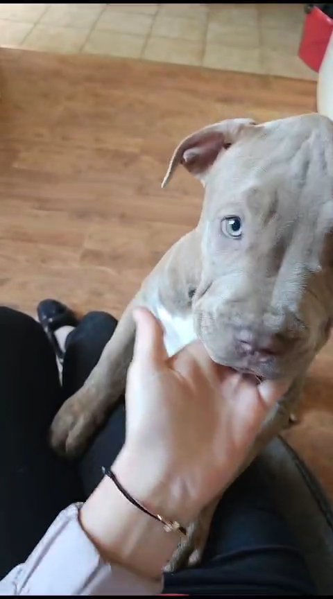 american bully in Preston