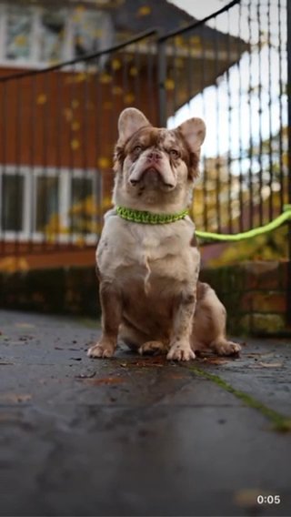 French Bull Dog Stud in London