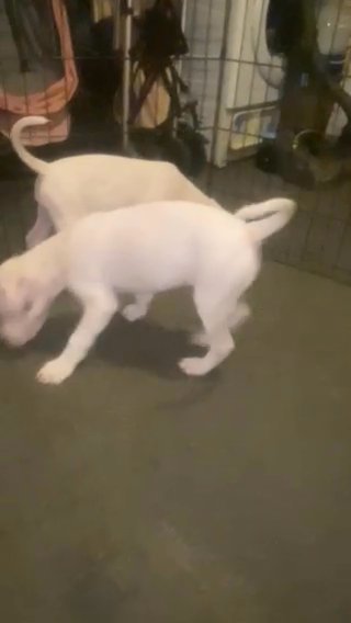 3 Left Staffordshire Bull terriers in Nottingham