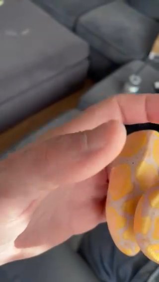 2023 Coral Glow Royal/ball Python in Kent
