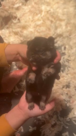 Black Fawn Female Pug in Wakefield