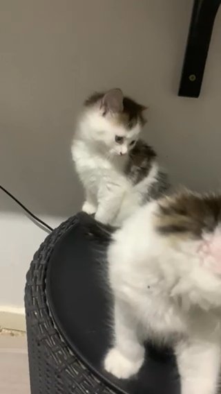 Mix Breed Kitten in London