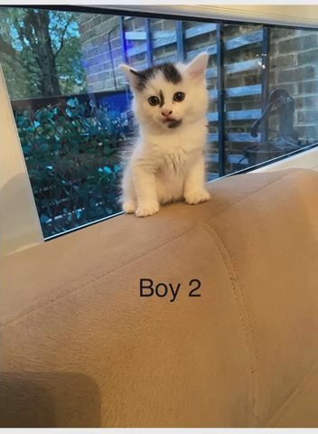 Mix Breed Kittens in London