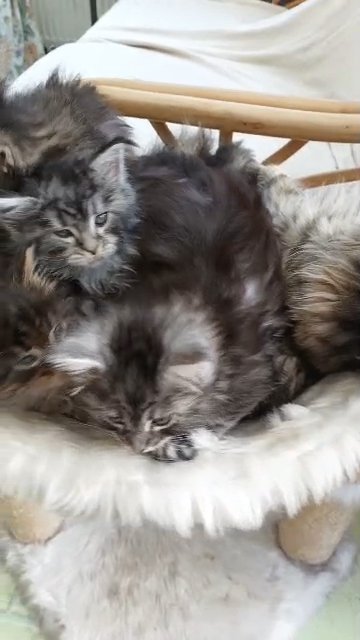 Available Maine Coon kittens in Plymouth