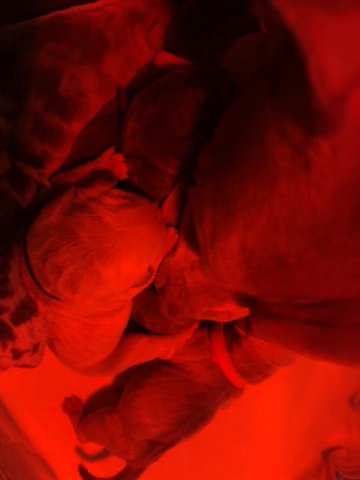 American Bully Pups in Nottingham