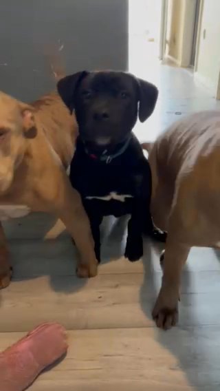 puppy free to good home in Kirklees
